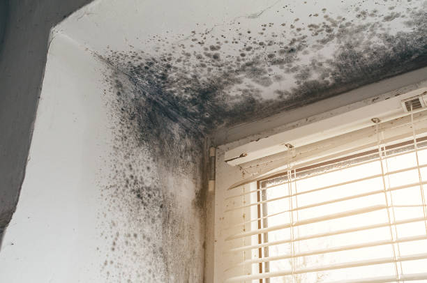 Affordable Commercial Mold Remediation solutions in Burkittsville, MD